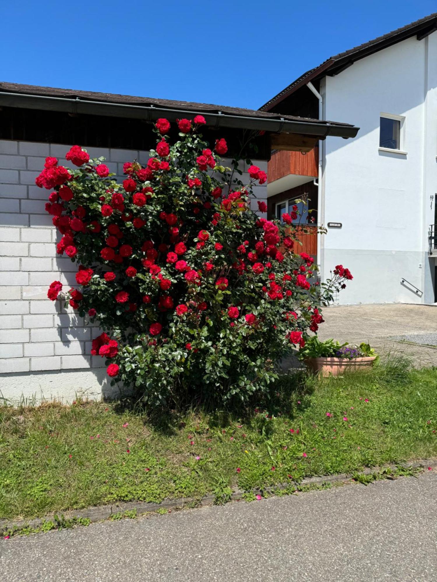 Haus Waldeck Lägenhet Ühlingen-Birkendorf Exteriör bild